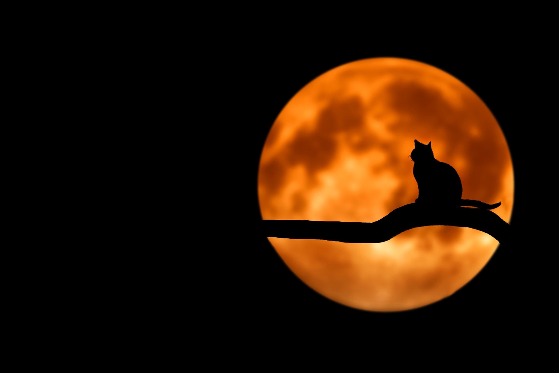 halloween gatti neri superstizione.jpg