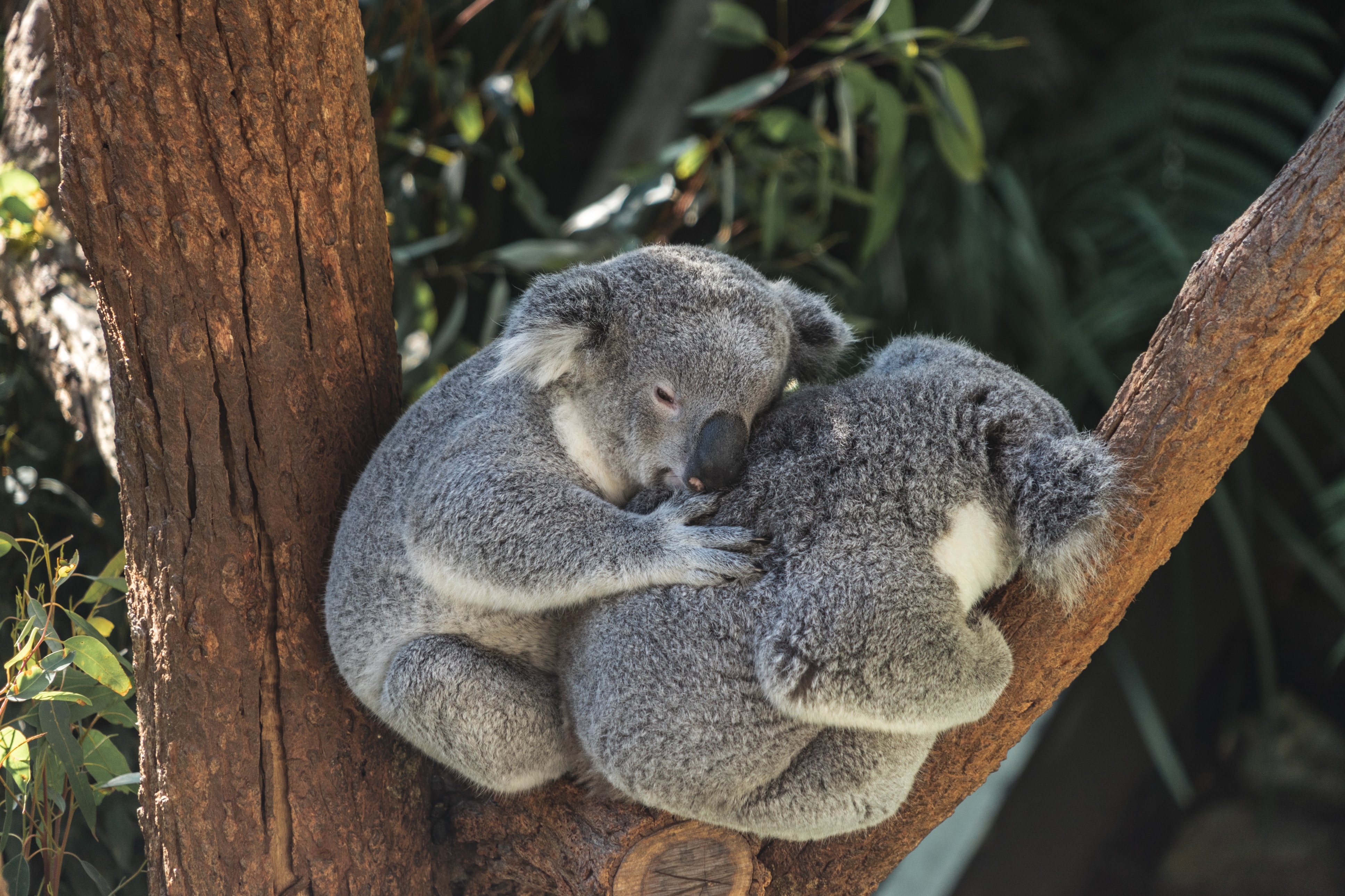 koala australia solidarietà.jpg