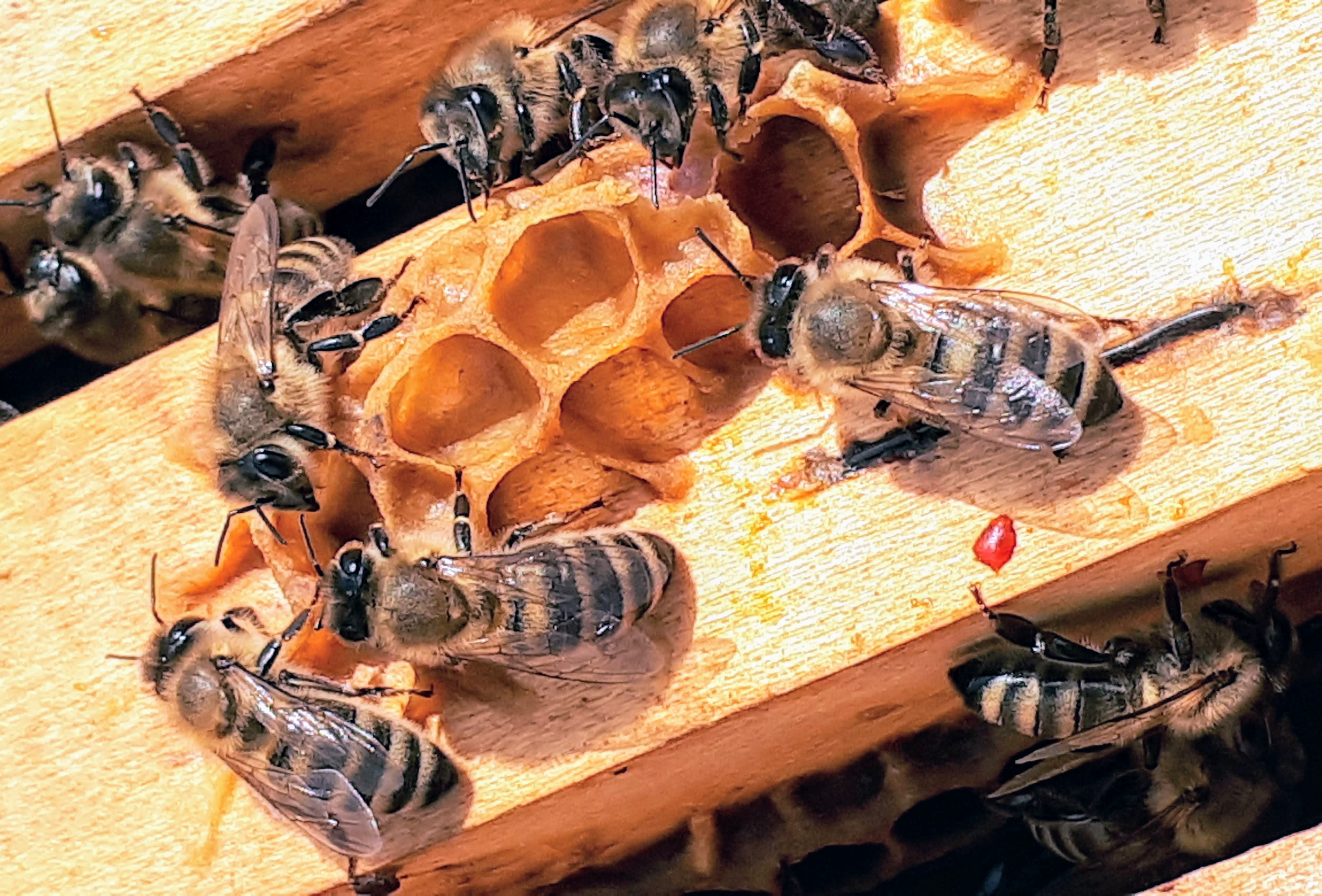 giornata mondiale api curiosità (2).jpg